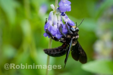 _DSC3006 160907