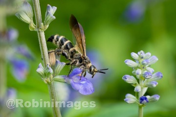 _DSC3040 160907