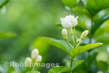 _DSC3173 160913