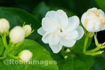 _DSC3193 160913