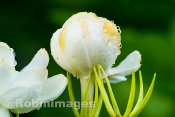 _DSC3208 160913