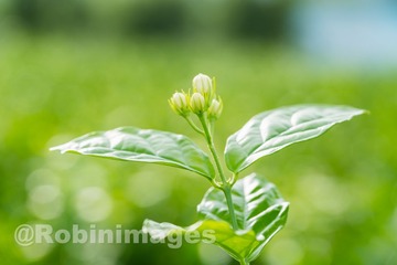 _DSC3232 160913