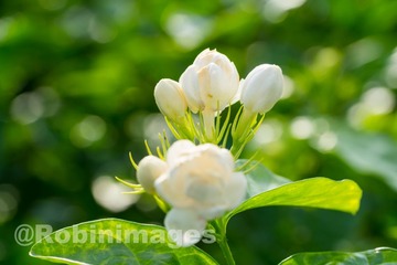_DSC3255 160913