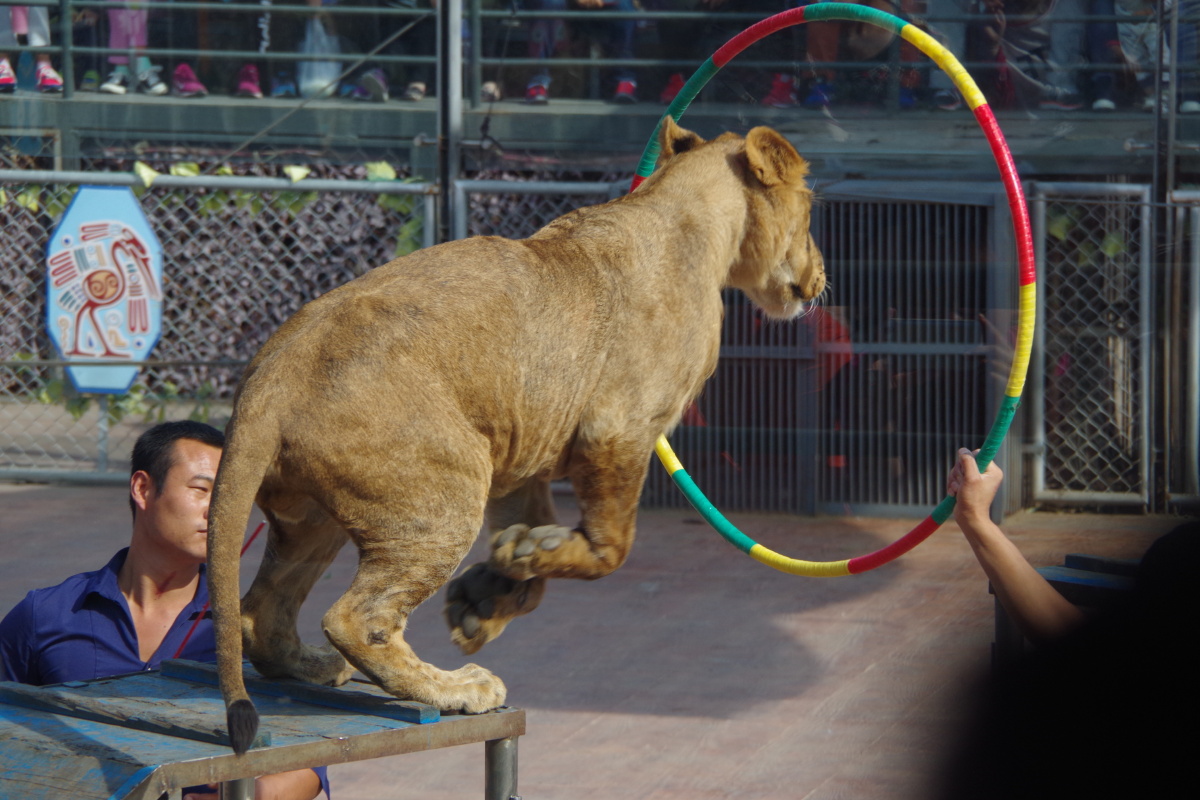 狮子跃圈