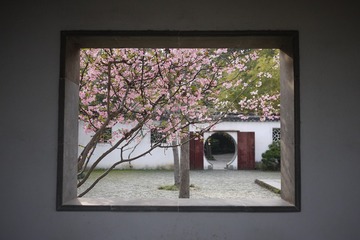 桂花3