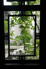 桂花6