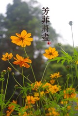 芳菲將盡.jpg