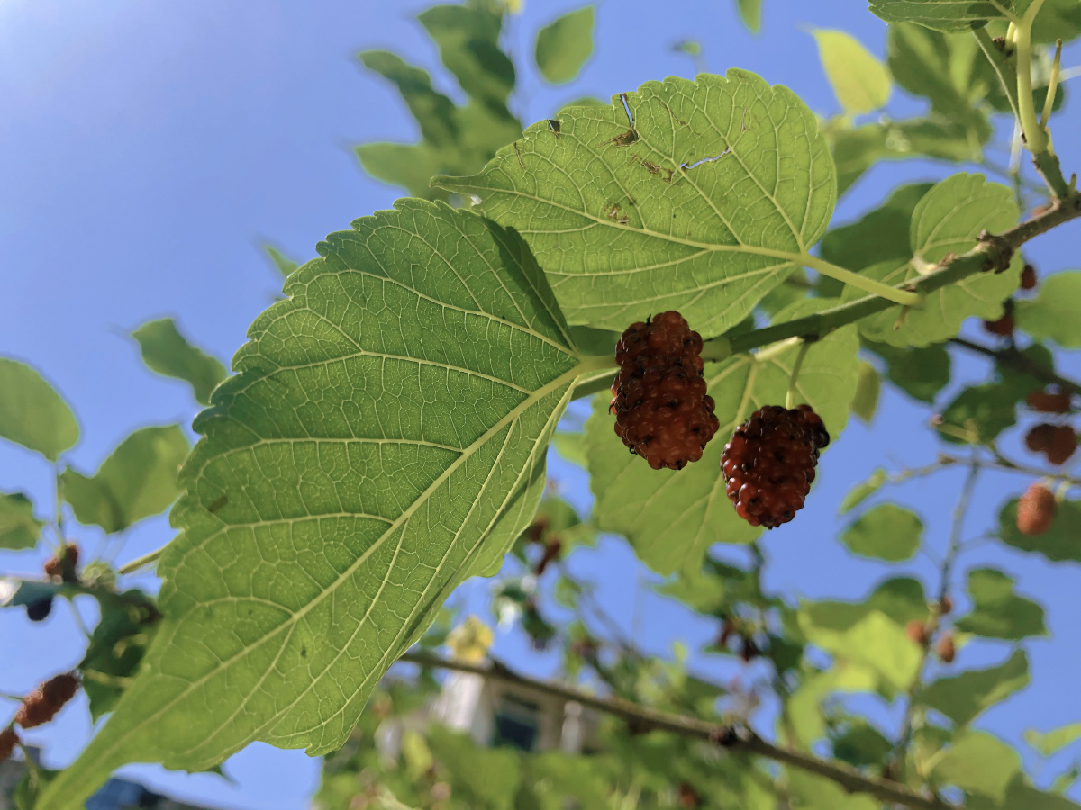 桑树特殊的果子