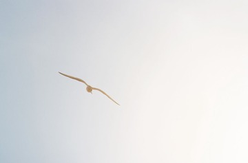 IMG_96312.jpg