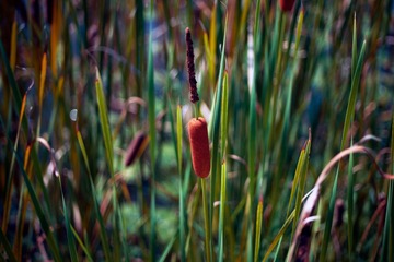 IMG_2798 _