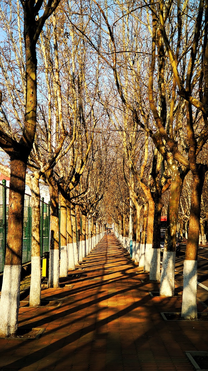 哈工大威海校区的林荫道