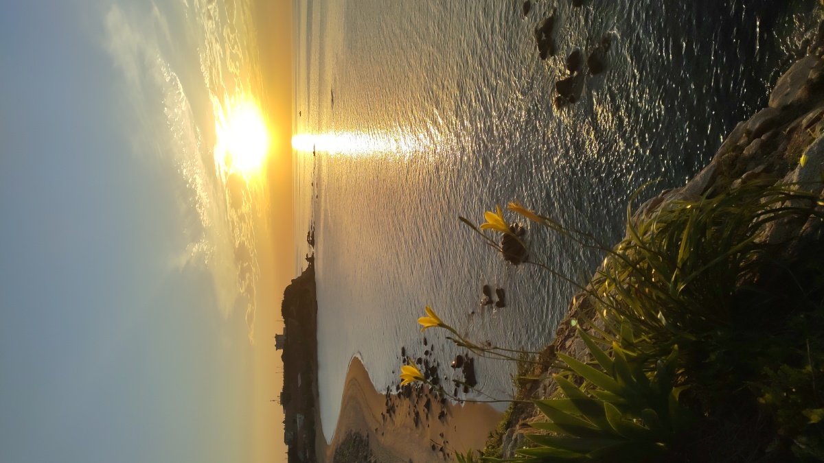 落日黄花分外妖娆