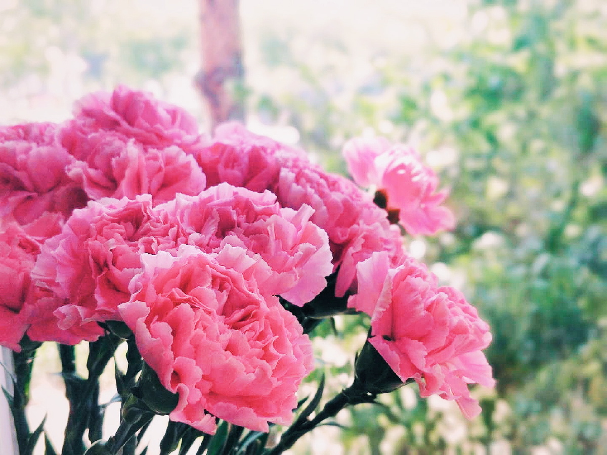 康乃馨献给母亲的花