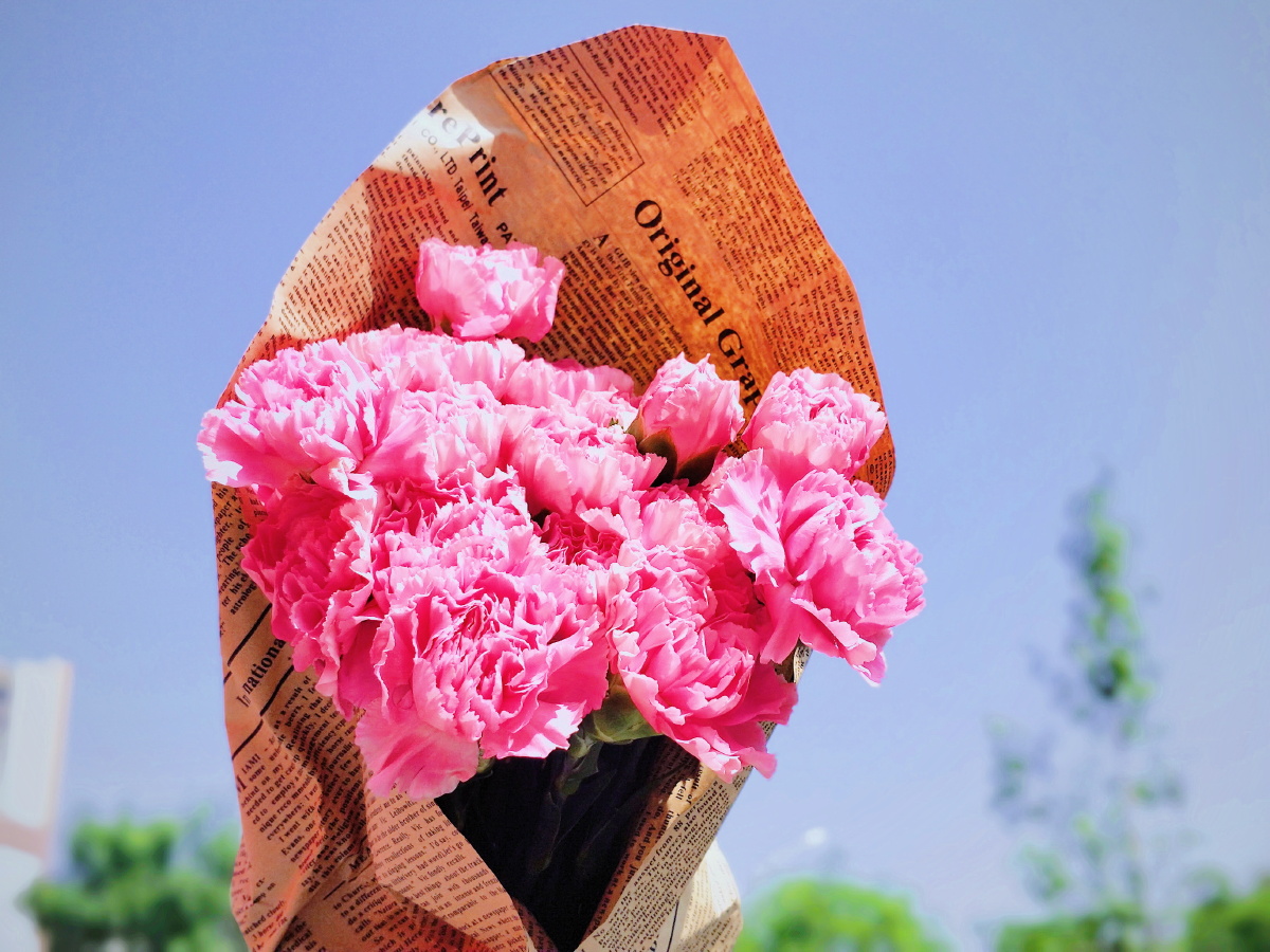 康乃馨献给母亲的花