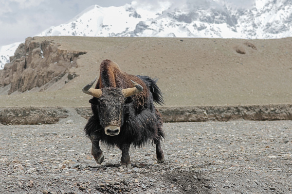 我和野牦牛昆仑山无人区的故事