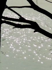 1000105515