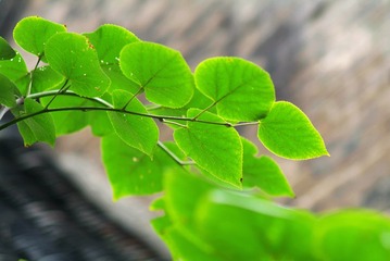 DSCF2958_