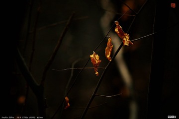 DSCF4012_