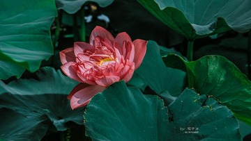 _WXW7835