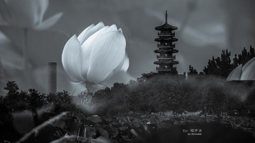 _WXW7801