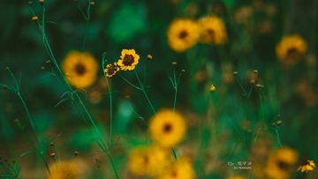 _WXW8055