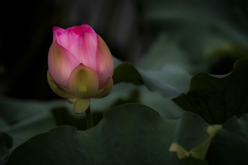 1375151