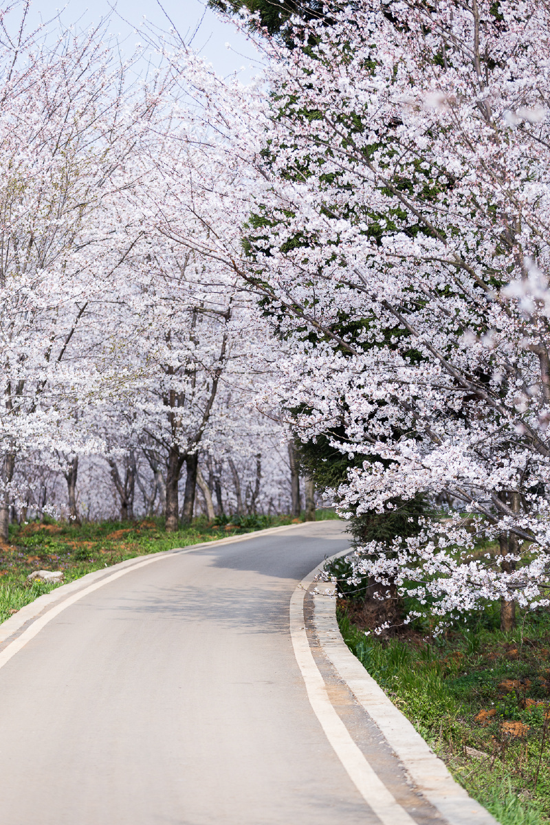 贵阳贵安樱花园
