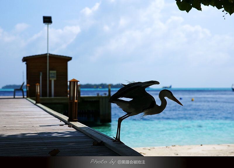 2012年2月9日 马尔代夫 Vilamendhoo<br />
它有属于自己的沙滩,不容别的同类进犯,人人都有禁区不能触碰