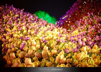 DSCF7915.jpg