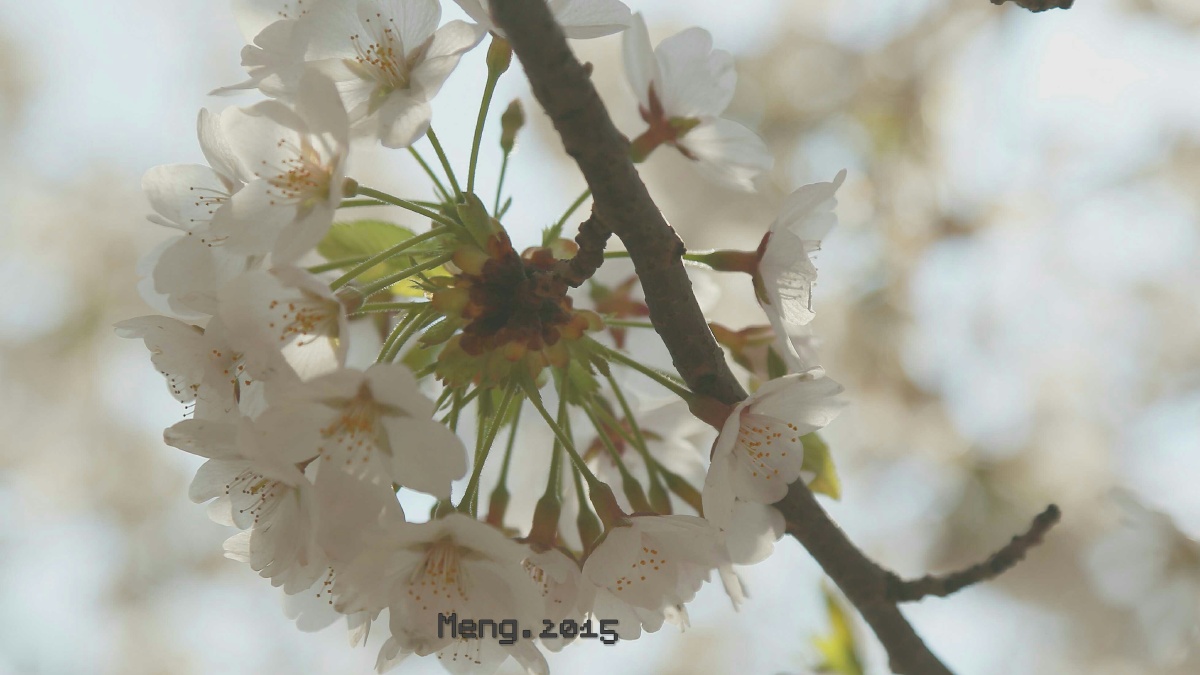 0h6a9514_wm - 诸葛山珍 - 图虫摄影网