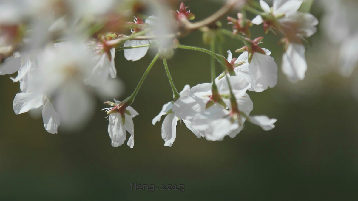 花- 诸葛山珍 - 图虫网 - 最好的摄影师都在这