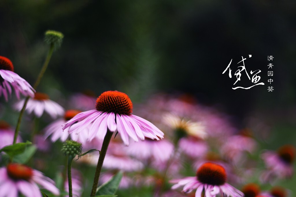 摄于北京清华大学。这种植物叫做松果菊，感觉自己对植物有偏爱，已经出了很多花卉照片了。这种菊花的花蕊高高突起就像送过一样，给人一种高洁骄傲的感觉。也是一种很特别的花卉。