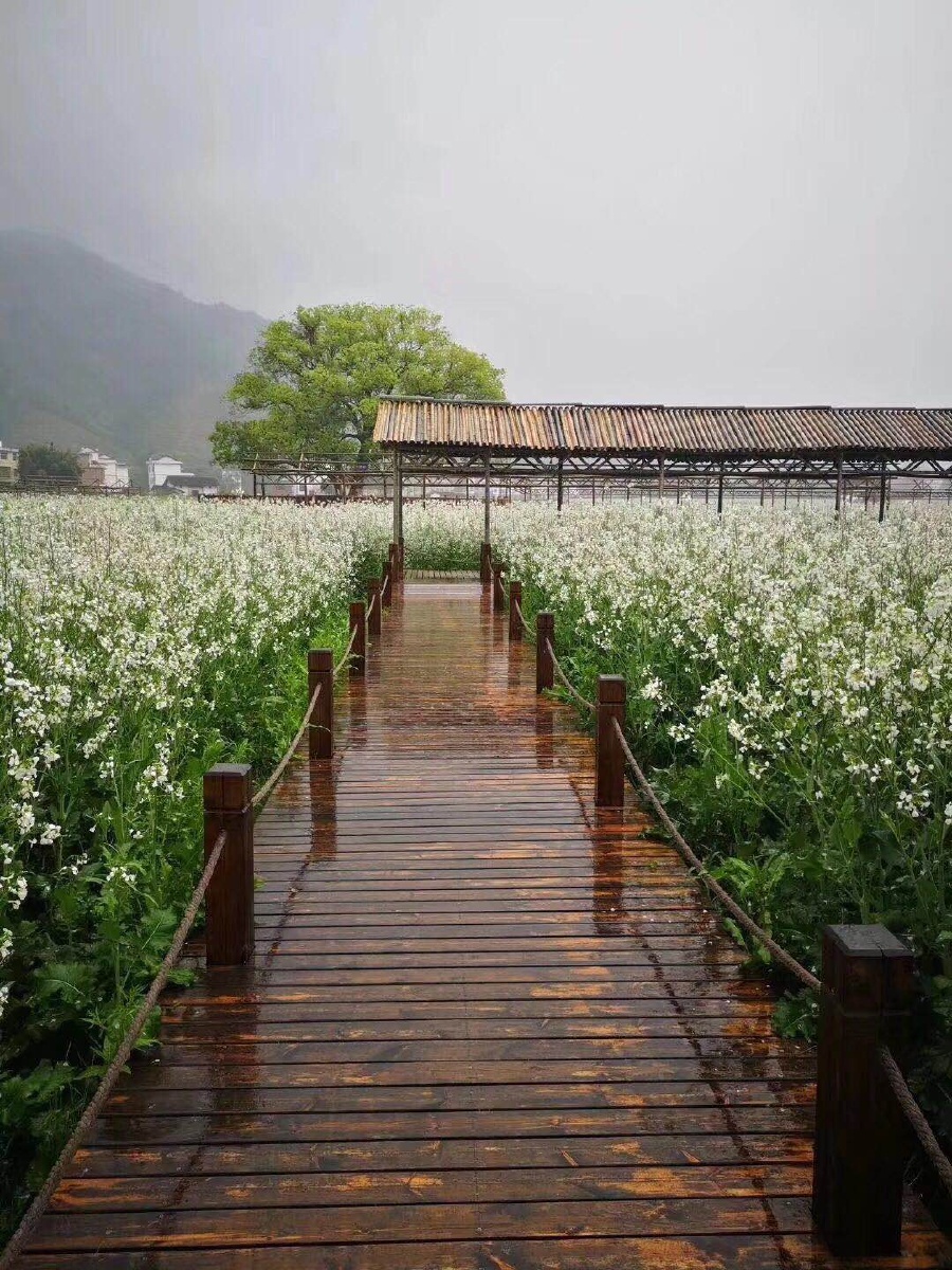 6月一大波珍稀花海即将在78崇义冷杉良田花海影视基地全新绽放616