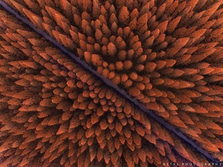 DJI_0154_sRGB_s