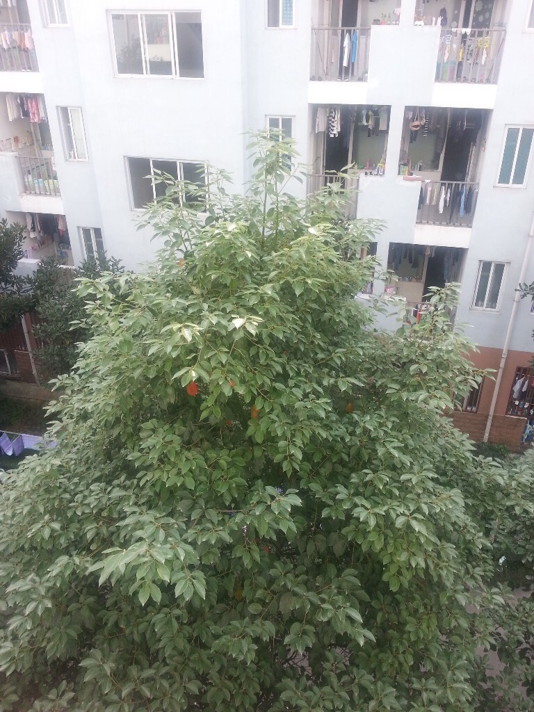 第三年早上醒来,我却学会注意自己眼前的一草一木,这跟学了摄影也有分不开的联系。