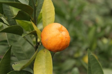 DPP_0041.JPG