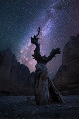 摘星树