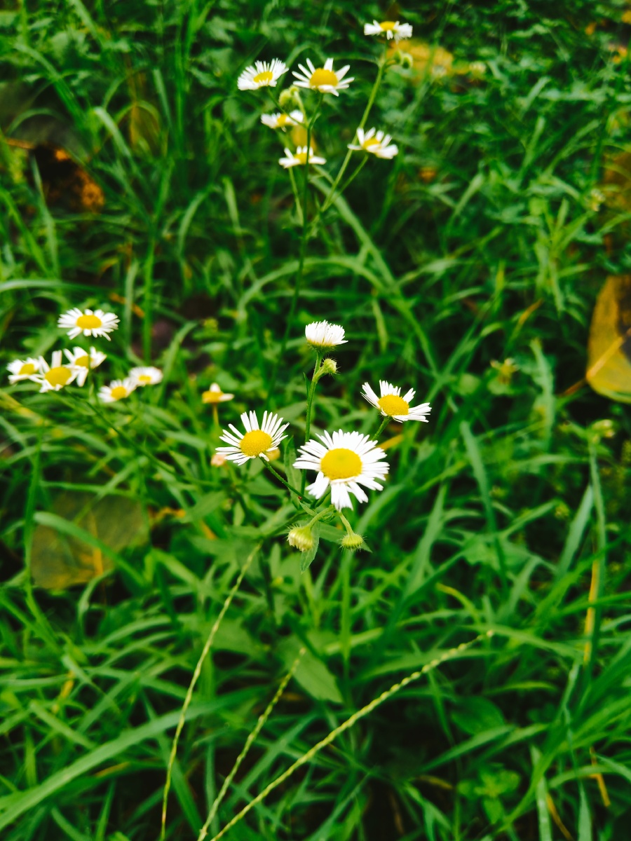 琪花瑶草