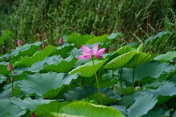 IMGP5071.jpg