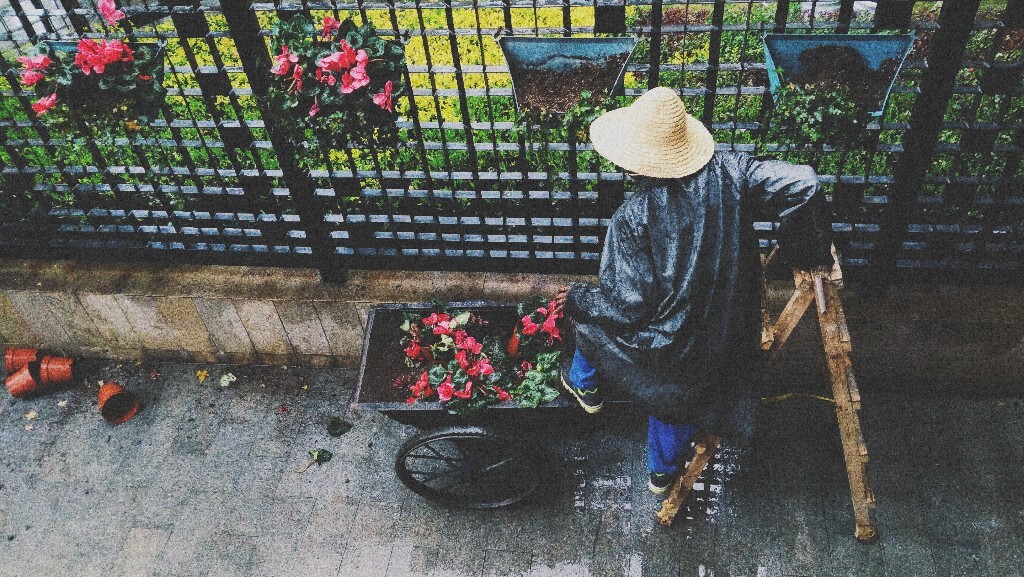 雨天，种花送你