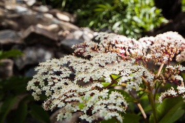IMG_3296.jpg