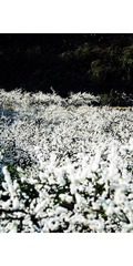 180CD8D3-E294-4594-9ACD-2A703907E0C0/L0/001