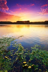 河畔浮萍