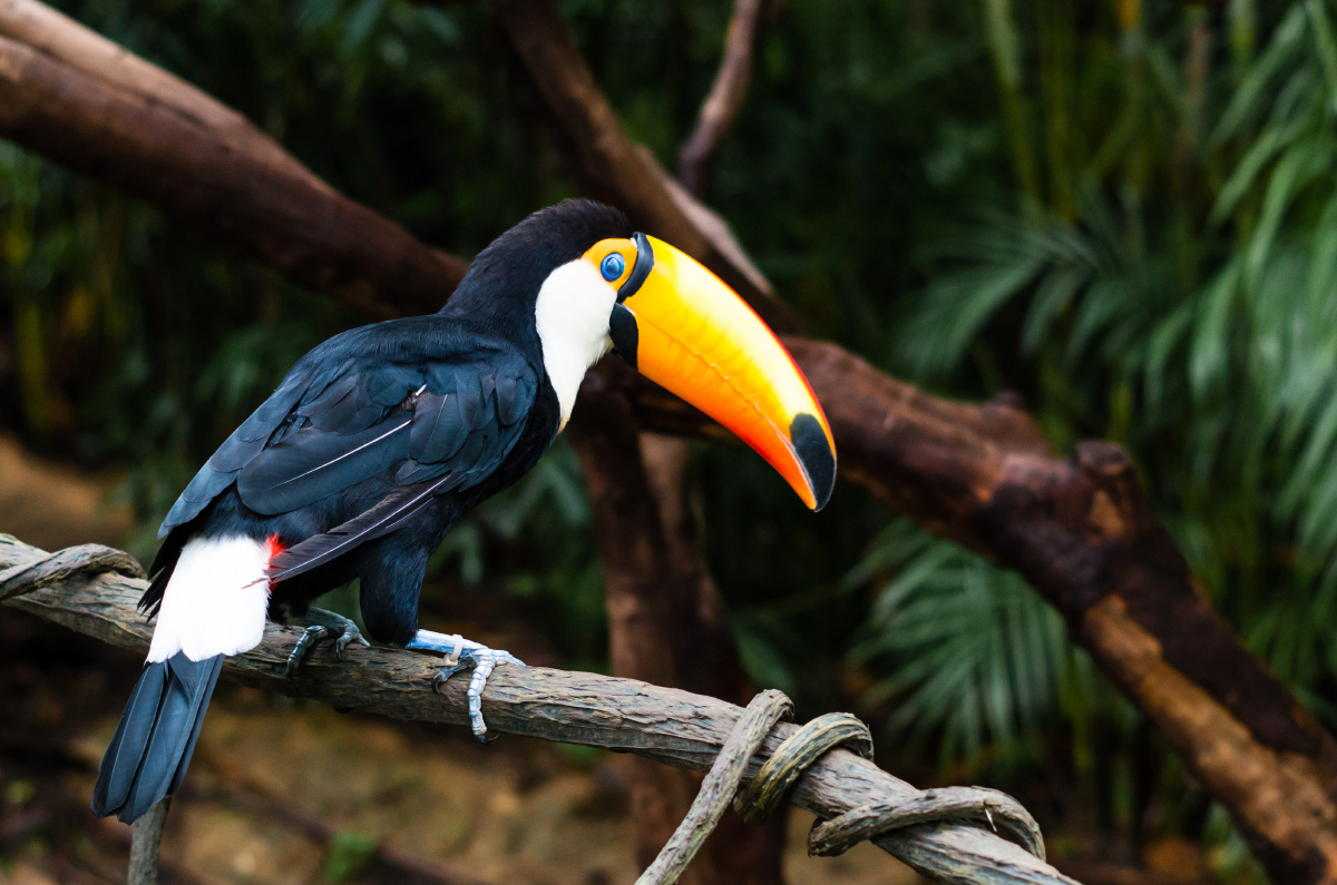 长隆野生动物园