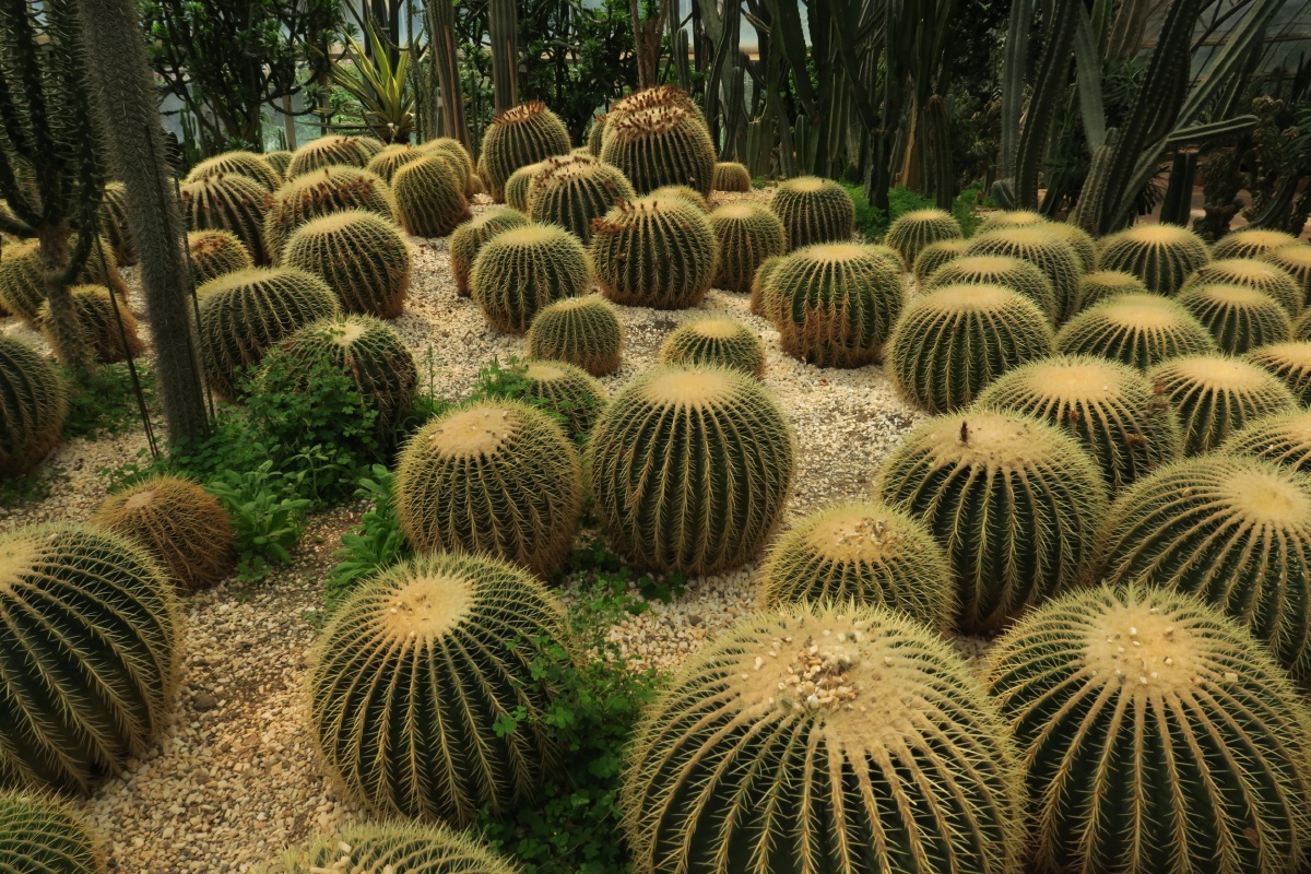 昆明金殿热带植物园