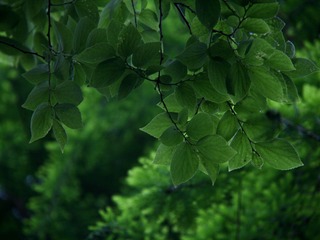 A77E9172-927F-4529-A0DD-887D64000679/L0/001
