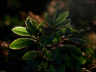 2D4F3223-2C73-47E7-9CEF-62124A9ABF59/L0/001