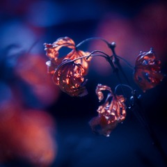 1EA69B03-4109-4DA5-B815-4DD0D8F97F10/L0/001