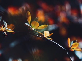 D7B425C0-52D9-4C04-A885-402EFD2B7927/L0/001