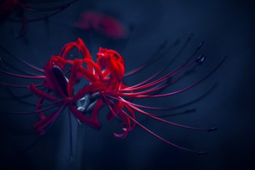 C4C6D411-C65A-41B7-90F8-5B7B1859D490/L0/001